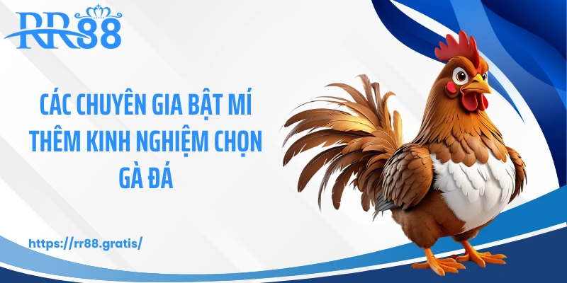 Các chuyên gia bật mí thêm kinh nghiệm chọn gà đá