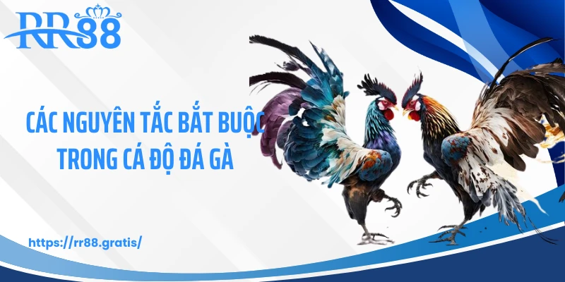 Các nguyên tắc bắt buộc trong cá độ đá gà