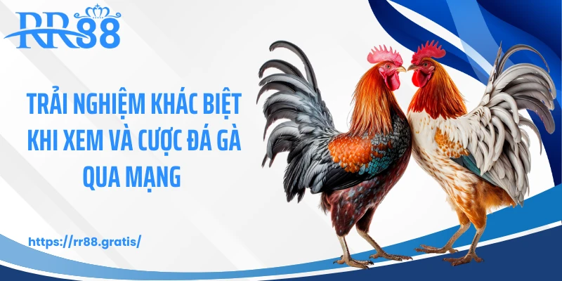 Trải nghiệm khác biệt khi xem và cược đá gà qua mạng 